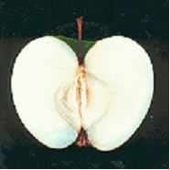 Apple B-side artwork